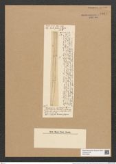 Rhabdosira moluccensis Ehr. (de-Toni-Nr.: Genus 72, Species 2706) Zeichnungen Sammlung Grunow Nr. 5544 (NHMW-BOT-W0373999)